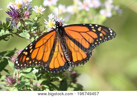 Monarch Butterfly (danaus plexippus) on fall flowers