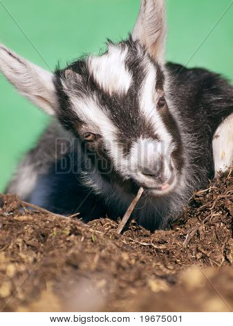 jonge zwarte witte goatling