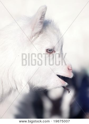 jonge witte goatling