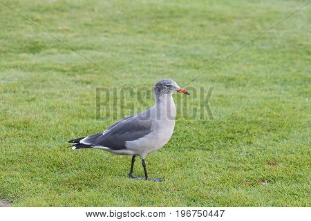 Heermann's Gull (Larus heermanni) adult in winter plumage