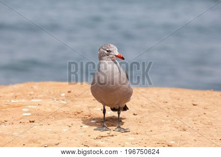 Heermann's Gull (Larus heermanni) adult in winter plumage