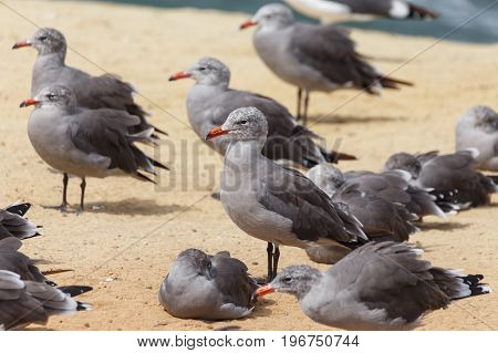 Heermann's Gull (Larus heermanni) adult in winter plumage