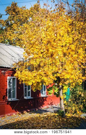 Beautiful Yellow Maple Leaves And Red House With White Window