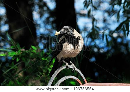 The hooded crow (Corvus cornix) is a Eurasian bird species in the Corvus genus.