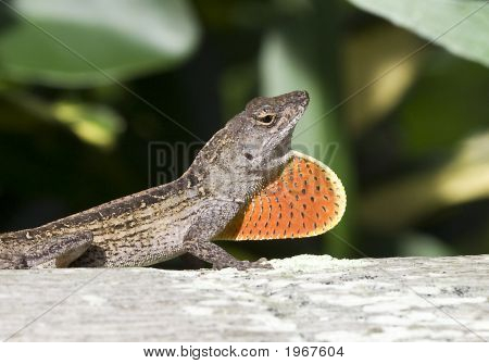 Küba kahverengi Anole