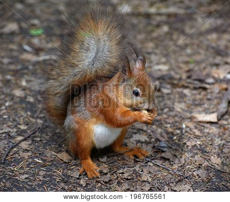 Squirrel is sitting on the ground and eating nuts