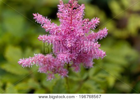 Flower of the garden plant false spirea astilbe x ardensii.