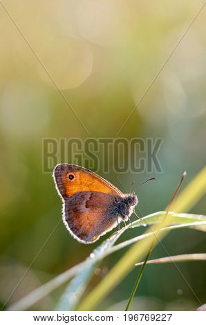 Morning butterfly on green meadow.Small Cute brown butterfly sitting on a blade of grass.Beautiful insect macro.Natural background