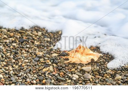 Sea wave and seashell lying on the pebble beach