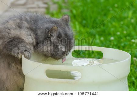 grey domestic cat Persian cat is drinking water from the barrel on the dacha
