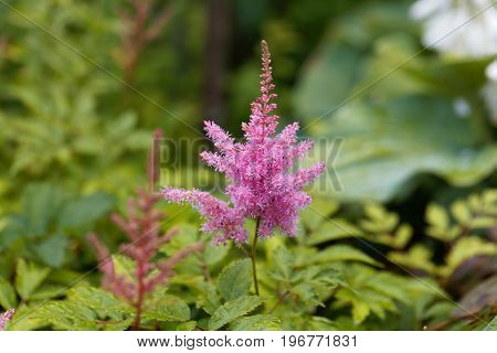 Flower of the garden plant false spirea astilbe x ardensii.