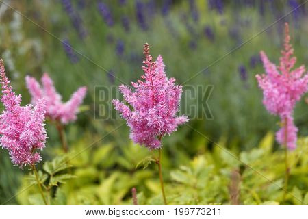 Flower of the garden plant false spirea astilbe x ardensii.