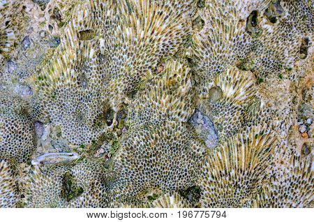 Natural pattern on a rock - Espiritu Santo, Vanuatu