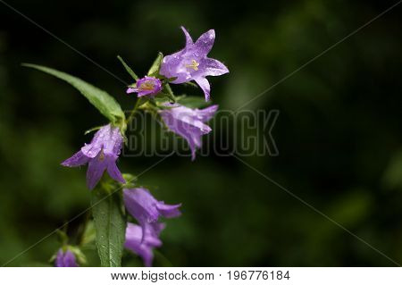 Bell Flowers In The Big Green Nature