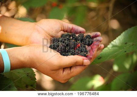 Fresh mulberries on hand of a young man