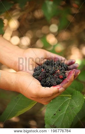 Fresh mulberries on hand of a young man