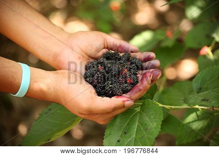 Fresh mulberries on hand of a young man