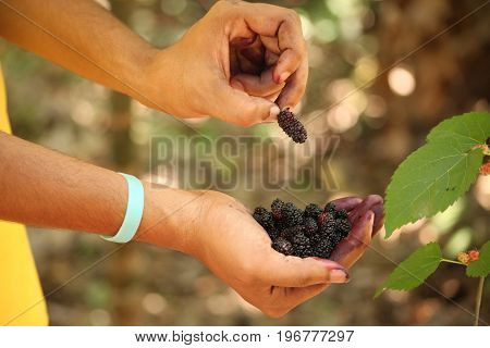 Fresh mulberries on hand of a young man
