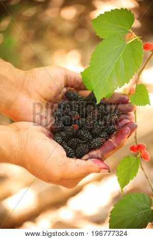 Fresh mulberries on hand of a young man