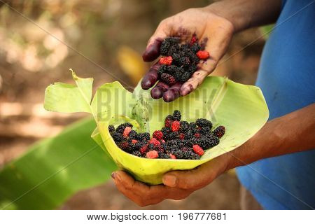 Fresh mulberries on hand of a young man
