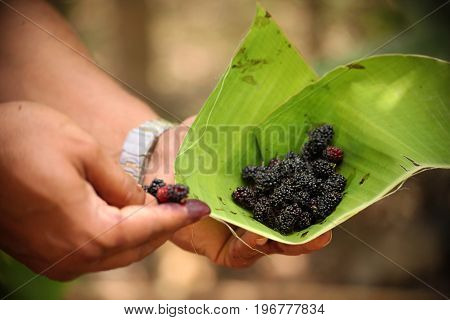 Fresh mulberries on hand of a young man