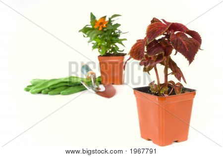 Foråret plantning