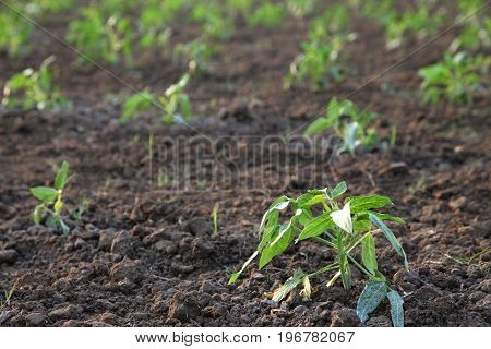 agricultural plantations of Yardlong bean, new planting