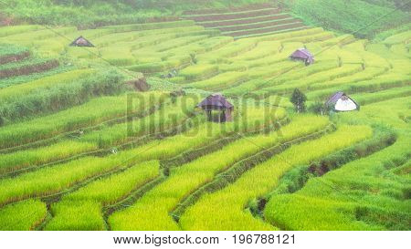 Rice terraces on the mountain at Meahongson.