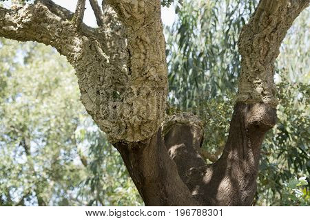 Portugal Algarve Monchique Cork Plantation