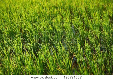 Rice field in indian villages of the maharashtra