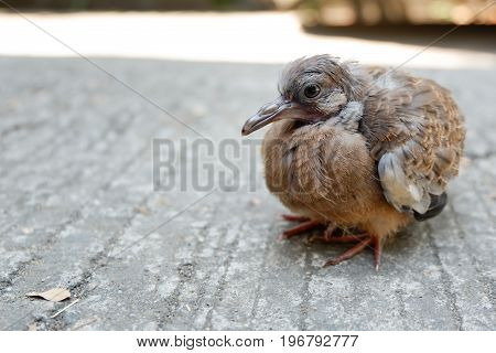 Closed up of Spotted dove or Spotted turtle dove