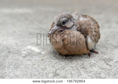 Closed up of Spotted dove or Spotted turtle dove