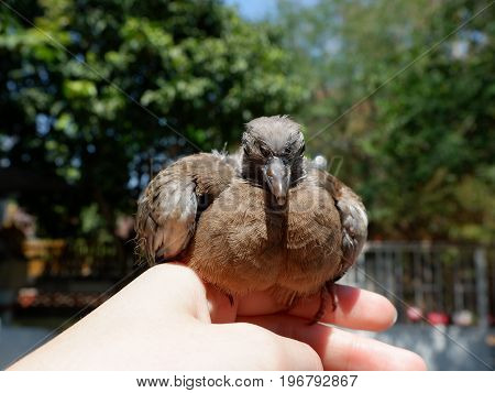 Closed Up Of Spotted Dove Or Spotted Turtle Dove