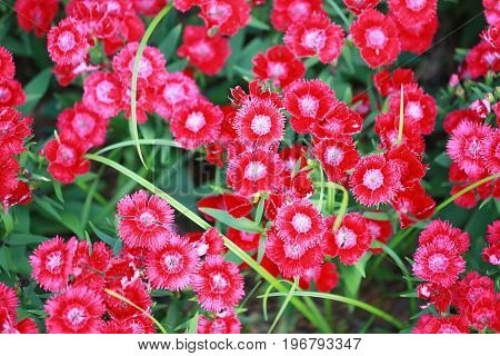 Red Dianthus chinensis flower is species of Dianthus native.