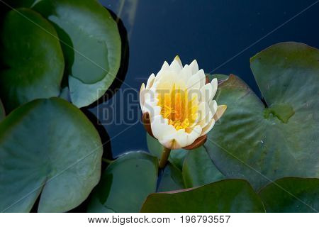 Cream And Yellow Water Lily - Nymphaceae Nymphaea Arc-en-ciel With Leaves Floating On Pond