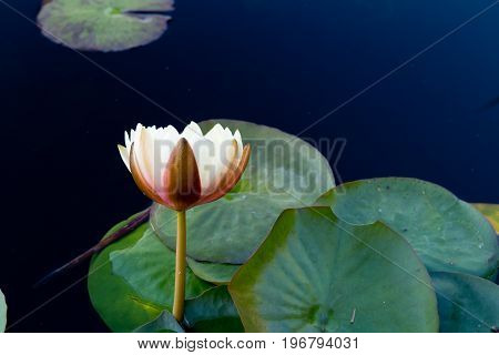 Cream And Yellow Water Lily - Nymphaceae Nymphaea Arc-en-ciel With Leaves Floating On Pond