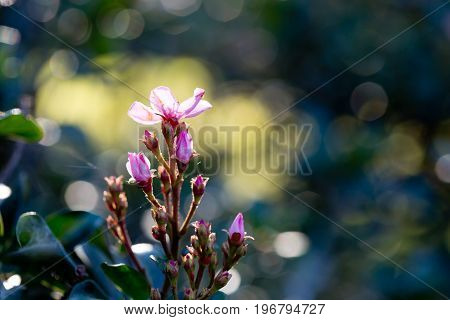 Pink Flowers Of The Apple Blossum Plant - Rosaceae Rhapiolepis