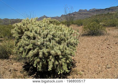 Large Teddybear cactus with blue sky copy space near Tillotson Peak in Organ Pipe Cactus National Monument in Ajo, Arizona, USA including a large assortment of desert plants, which is a short drive west of Tucson.