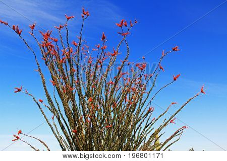 Large Ocotillo cactus with red blooms and blue sky copy space in Organ Pipe Cactus National Monument in Ajo, Arizona, USA which is a short drive west of Tucson.