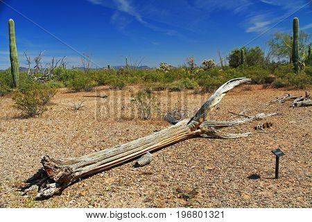 Close-up view of a large dead Saguaro cactus skeleton and blue sky copy space in Organ Pipe Cactus National Monument in Ajo, Arizona, USA including a large assortment of desert plants, which is a short drive west of Tucson.