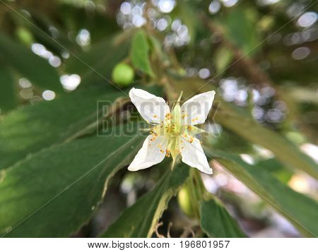 close up Muntingia calabura flower in nature garden