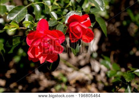 Rosaceae Rosa - Flower Carpet Appleblossom - Red Roses On Bush