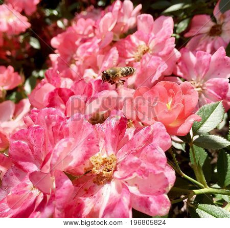 The photo shows blooming red flower, botanical with green leaves.