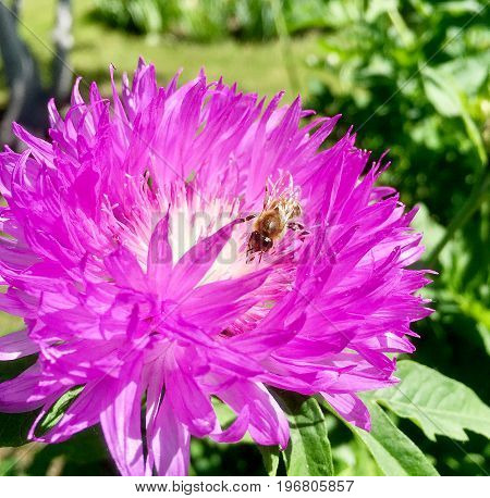 The photo shows blooming red flower, botanical with green leaves.