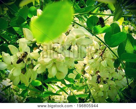 The photo shows blooming red flower, botanical with green leaves.
