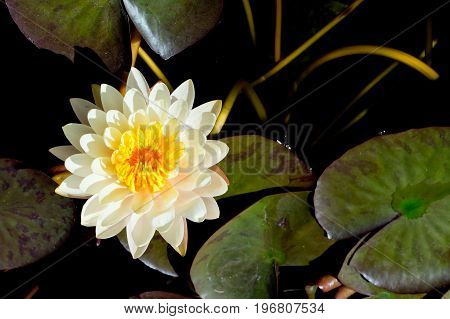 Cream And Yellow Water Lily - Nymphaceae Nymphaea Arc-en-ciel With Leaves Floating On Pond