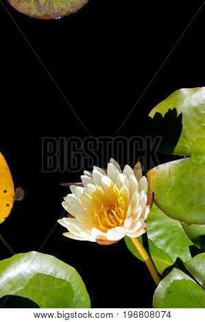 Cream And Yellow Water Lily - Nymphaceae Nymphaea Arc-en-ciel With Leaves Floating On Pond