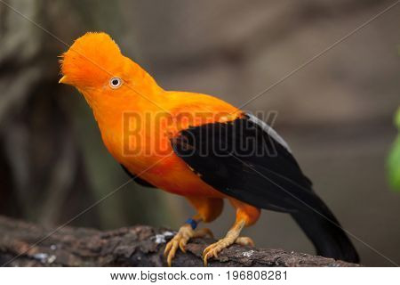 Andean cock-of-the-rock (Rupicola peruvianus), also known as tunki.