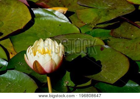 Cream And Yellow Water Lily - Nymphaceae Nymphaea Arc-en-ciel With Leaves Floating On Pond