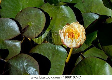 Cream And Yellow Water Lily - Nymphaceae Nymphaea Arc-en-ciel With Leaves Floating On Pond